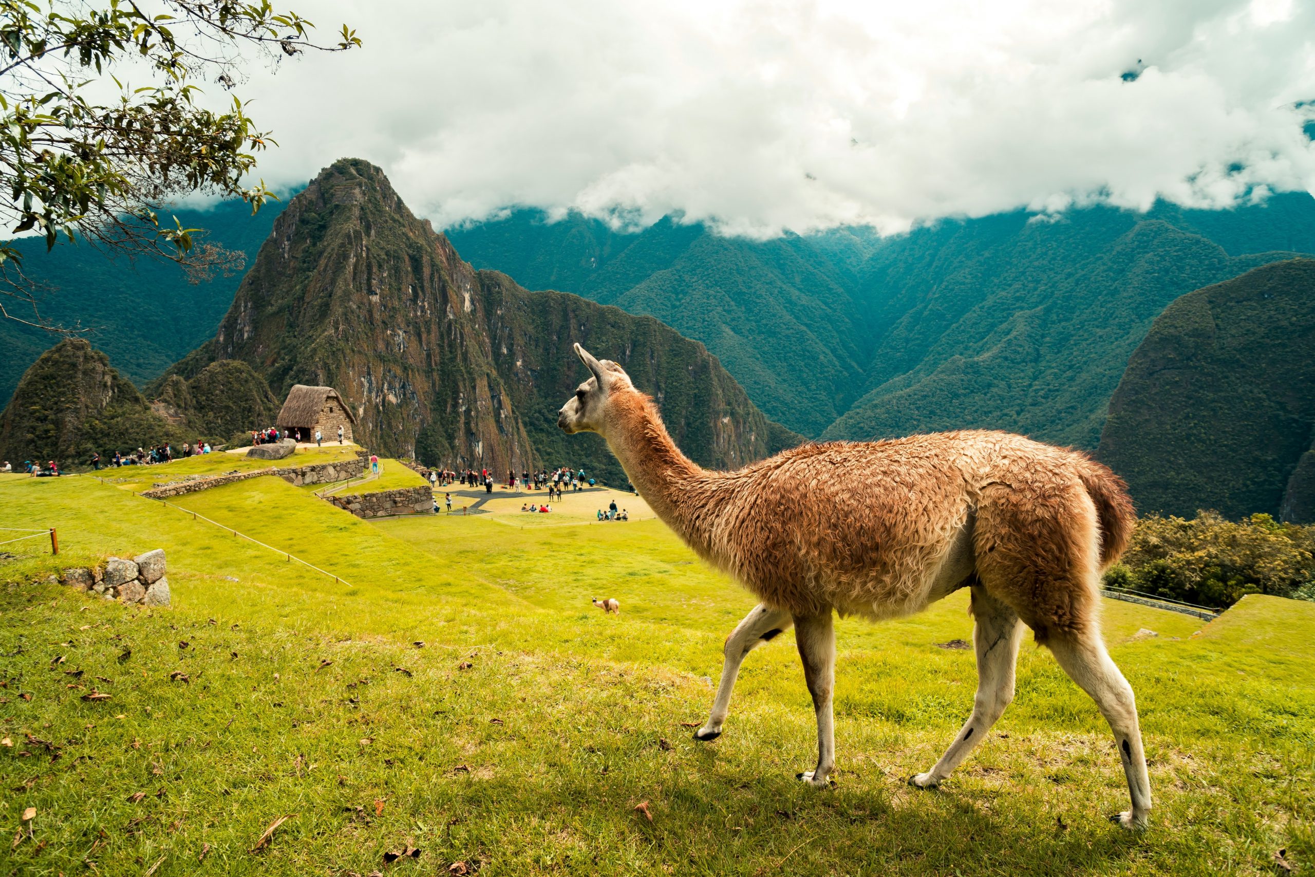Machu Picchu and Llama